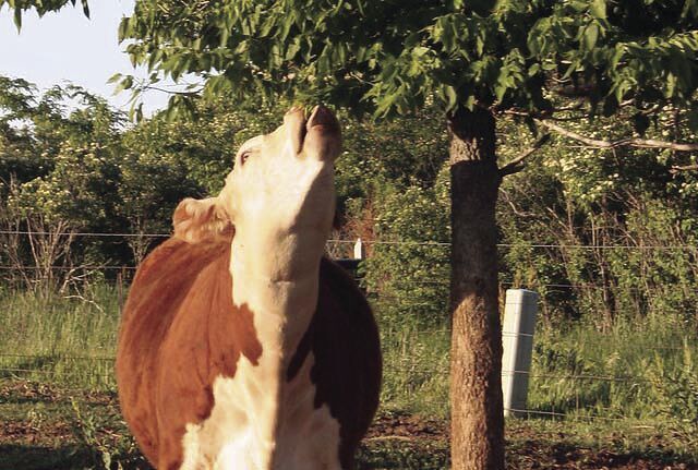 Cattle chat: tree leaves